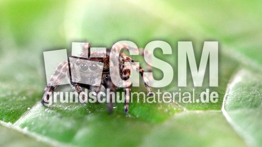 Springspinne (5).jpg